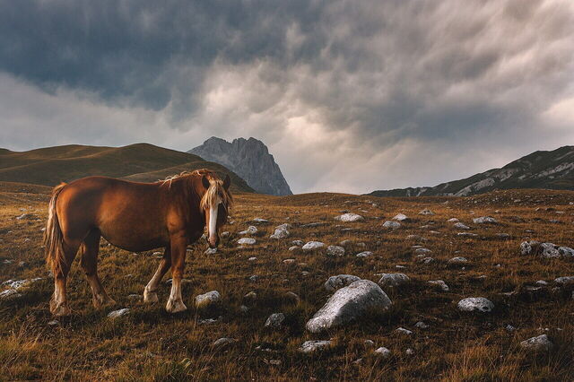 Een paard in het Nationaal Park Gran Sasso en Monti della Laga