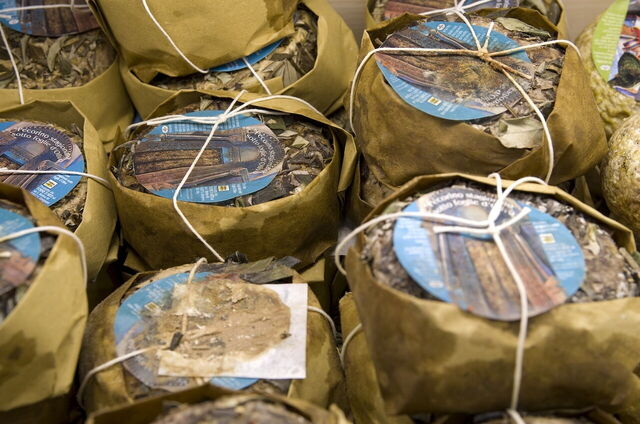 Pecorino kaas