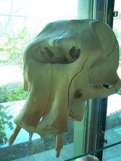 Schedel van uitgestorven dwergolifant