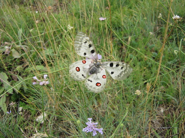 Apollo vlinder in Gran Sasso