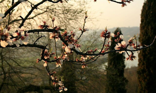 Parco Giardino Sigurtà, kersenbloesems