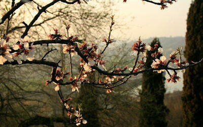 Parco Giardino Sigurtà, kersenbloesems
