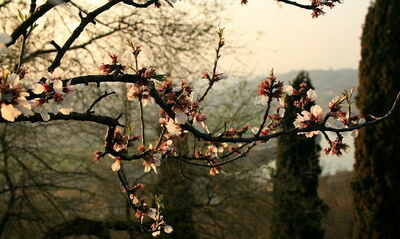 Parco Giardino Sigurtà, kersenbloesems