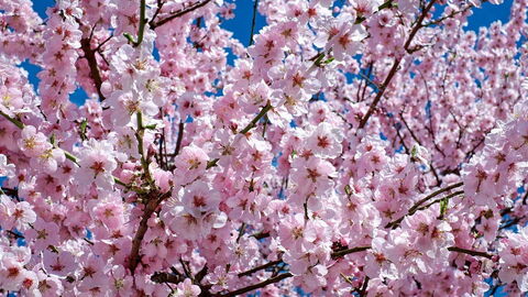 Kersenbloesems