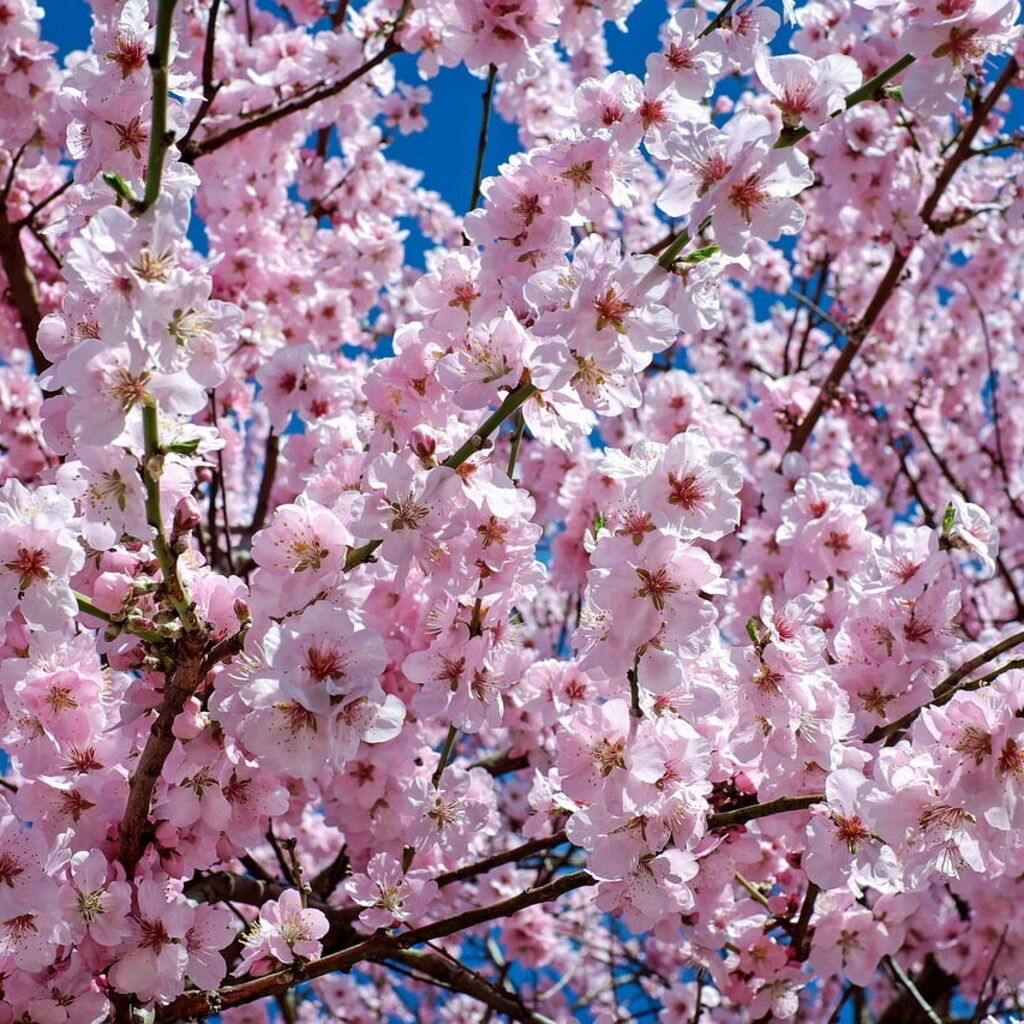 Colette Fitzpatrick