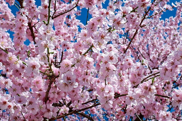Kersenbloesems