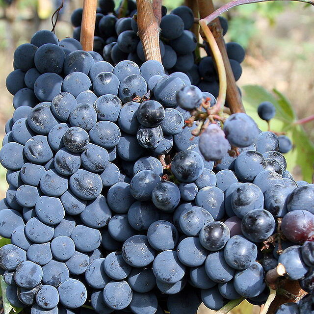 chianti wijn druiven
