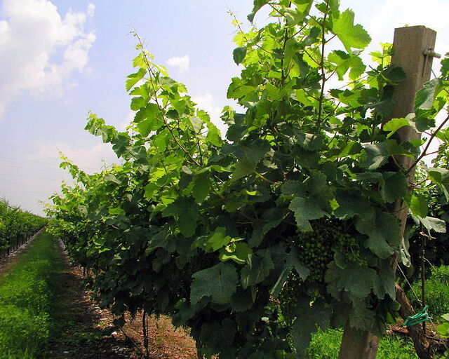 jonge prosecco druiven