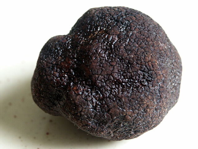 De dure zwarte truffel