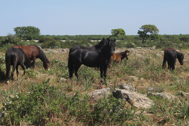 Wilde paarden, Giara di Gesturi