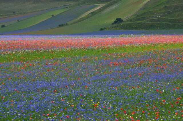 Piani di Castelluccio, bloei