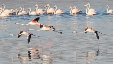 Flamingo's