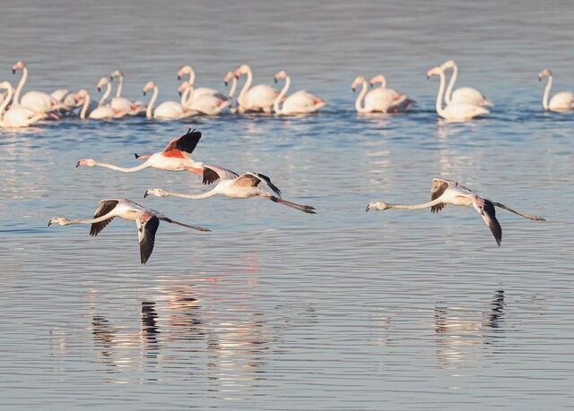 Flamingo's