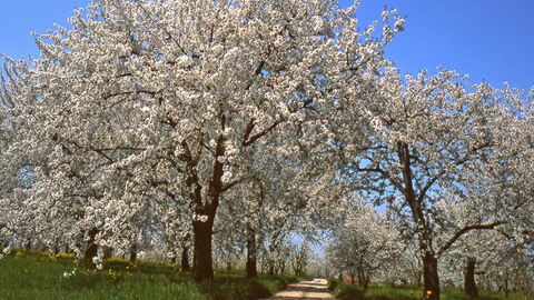 Kersenbloesems, Vignola