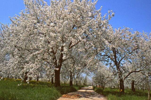 Kersenbloesems, Vignola