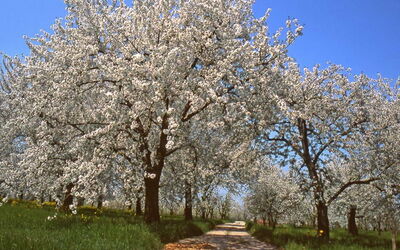 Kersenbloesems, Vignola