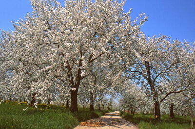 Kersenbloesems, Vignola