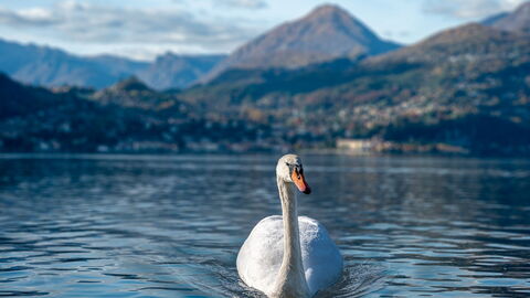 Een zwaan in Varenna