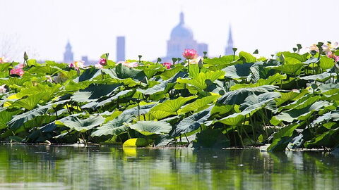 Lotus eiland