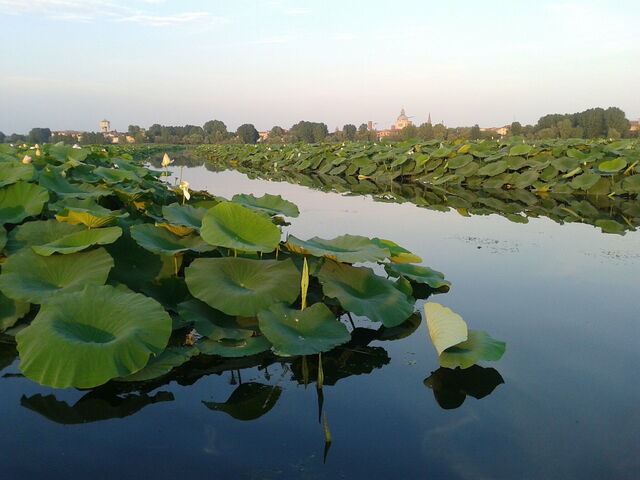 Lotus eiland, kanaal