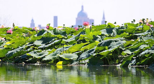 Lotus eiland