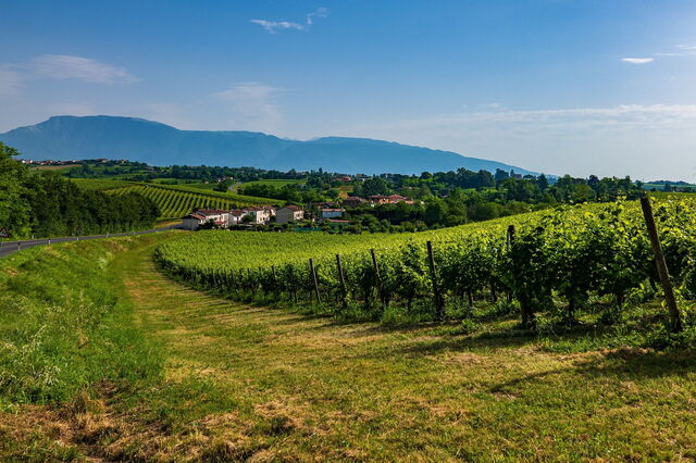 Wijngaarden in Veneto