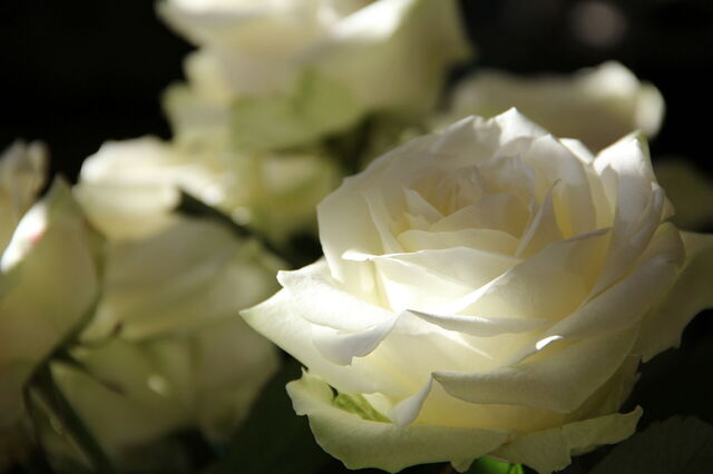 Rozen