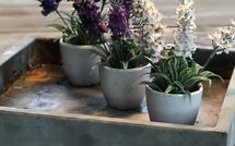 Foto ingevoerd door een huurder van Villa Flora