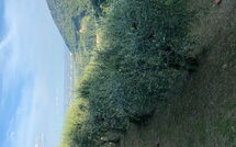 Foto ingevoerd door een huurder van Villa Mastiano