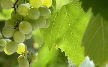 Foto ingevoerd door een huurder van Villa Marina