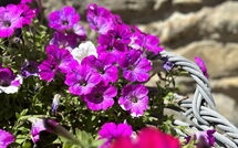 Foto ingevoerd door een huurder van Villa Marina