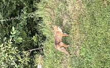 Foto ingevoerd door een huurder van Alpe