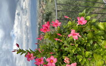 Foto ingevoerd door een huurder van Villa Solaria