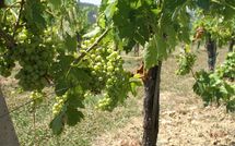 Foto ingevoerd door een huurder van Fattoria di Quercia al Poggio