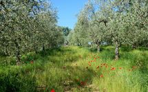 Foto ingevoerd door een huurder van Podere San Bono
