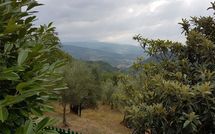 Foto ingevoerd door een huurder van Il Castagneto