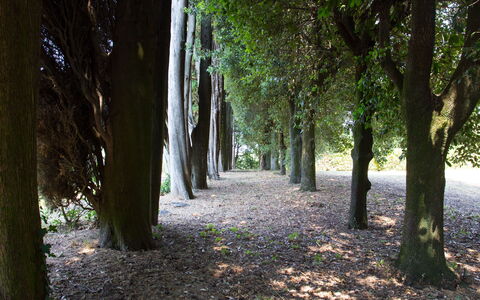 Villa Rocchi: Boom, Natuur, Bos, Vegetation, Natuurlijke Omgeving, Blad, Woud, Groen, Natuurgebied, Bosje