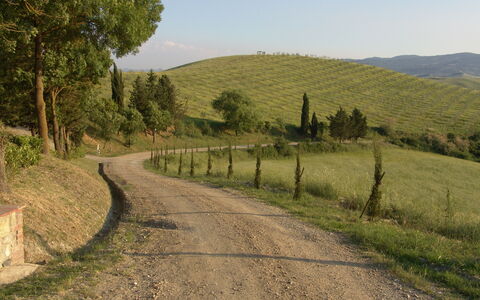 Agriturismo Il Gattero: Weg, Natuurlijk Landschap, Boom, Landelijk Gebied, Doorgang, Trail, Rijbaan, Heuvel, Infrastructuur