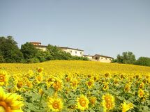 Villa Del Conte