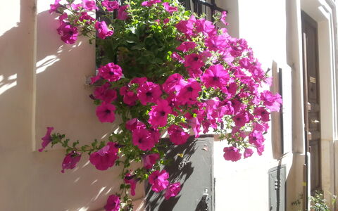 Diamonds & Rust: Bloem, Fabriek, Roze, Bloempot, Magenta, Bougainvillea, Bloeiende Plant, Balkon, Kamerplant, Architectuur