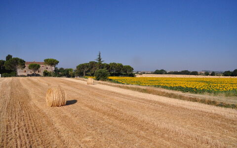 Agriturismo Il Molinello: Veld, Weg, Geel, Lucht, Grassenfamilie, Landelijk Gebied, Plain