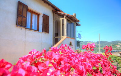 Flowers Of Andora