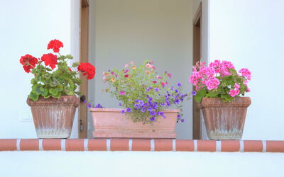 Flowers Of Andora