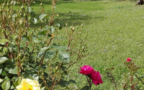Agriturismo La Pieve: Bloem, Bloeiende Plant, Fabriek, Rose Family, Roos, Struik, Tuin, Plantkunde, Tuinrozen
