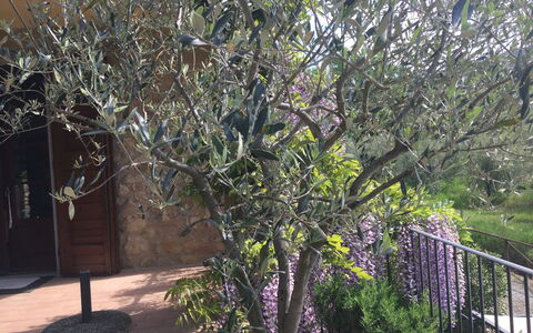 Casa Alla Minuccia Di Villa a Sesta: Boom, Fabriek, Woody Plant, De Lente, Bloem, Afdeling, Struik, Takje, Huis
