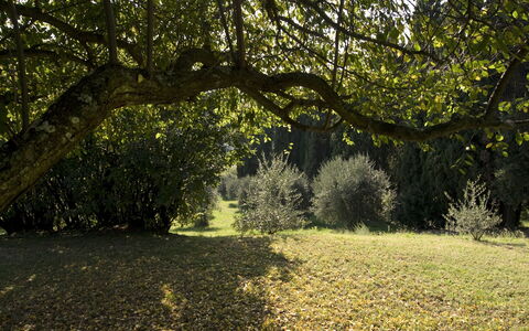 Villa Dorella Di Montaperti: Boom, Natuurlijk Landschap, Natuur, Zonlicht, Vegetation, Natuurlijke Omgeving, Gras, Blad, Afdeling, Licht