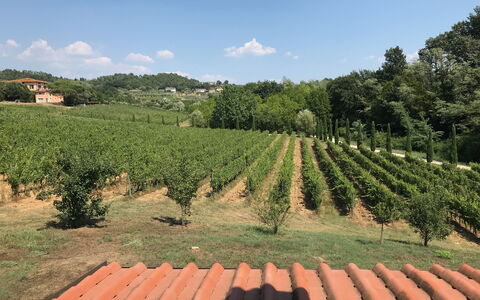 Il Sogno Tra i Vigneti: Wijngaard, Landbouw, Plantage, Bijsnijden, Veld, Fabriek, Boerderij, Landelijk Gebied, Boom