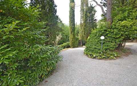 Villa Del Castagno: Vegetation, Boom, Struik, Natuurlijke Omgeving, Blad, Natuurlijk Landschap, Natuurgebied, Fabriek, Biome, Gang