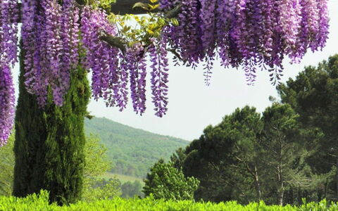 Villa Felciai: Bloem, Lavendel, Fabriek, Purper, Paars, De Lente, Plantkunde, Boom, Lupine, Wisteria