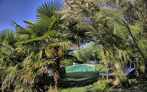 La Villa Di Ostra: Boom, Vegetation, Fabriek, Palmboom, Woody Plant, Arecales, Plantengemeenschap, Plantkunde, Gras, Blad